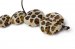 Spots asymetrical